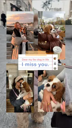 Dog Passed Away