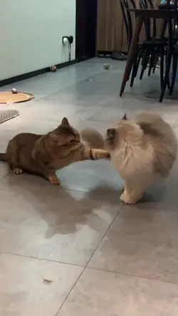 WWE Cats fightin
