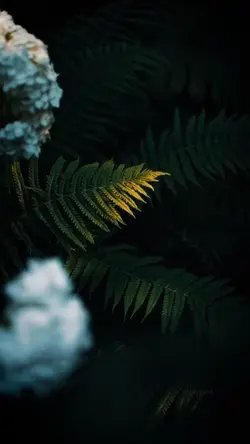 Cinematic Nature