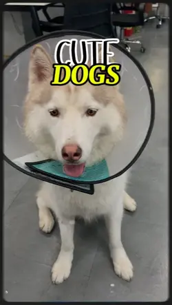 CUTE DOGS