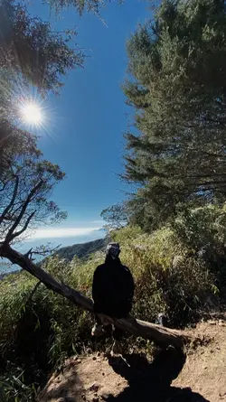 aesthetic mountain