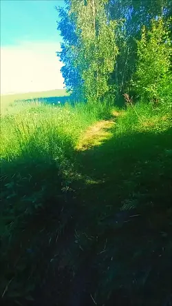 forest core