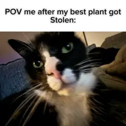 Grow a garden meme