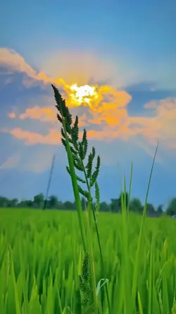 Nature aesthetic
