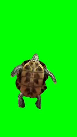 Dancing Turtle Meme