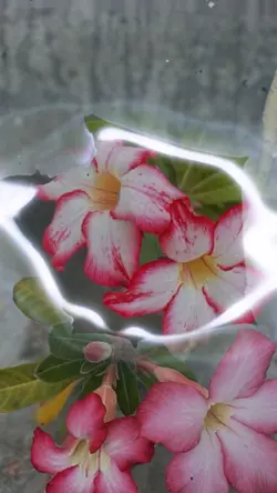 Flowers 3D