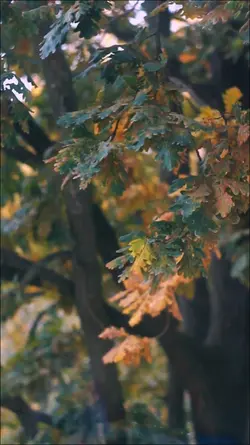 CINEMATIC 7 VIDEOS