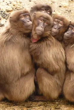 fivelittlemonkey