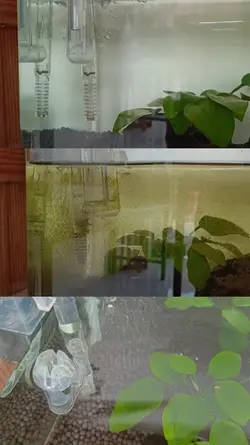 3ช่อง