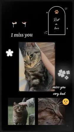 RIP my cat