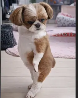 kung fu dog