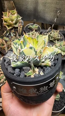 30秒文字タイプライター