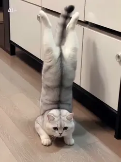 逆立ちcat