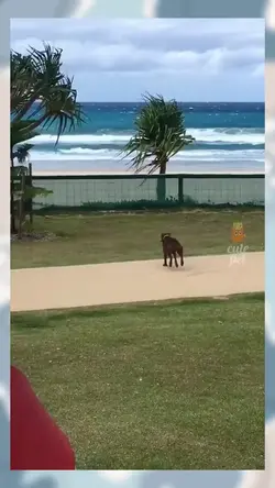 animal core