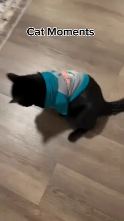 cat moments