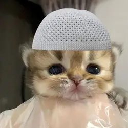 muslim cat