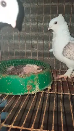 pigeon 