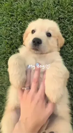 My dog