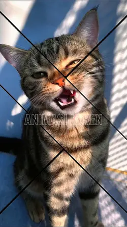Animasi keren nih