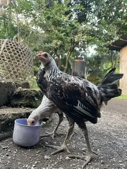Ayam