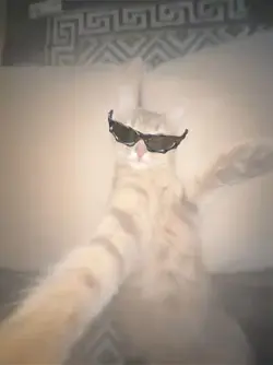 gato trend