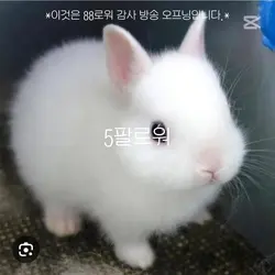88팔 땡큐