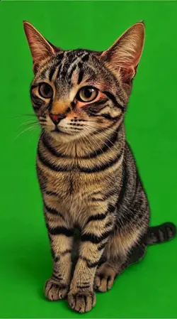 singing cat