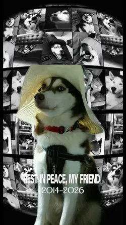 REST IN PEACE MY DOG