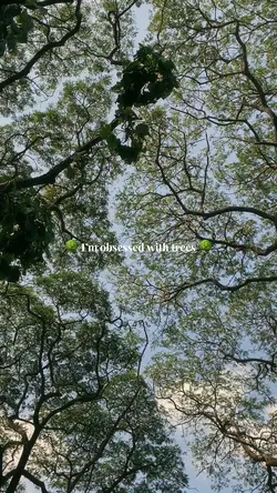 Tree obsession 2