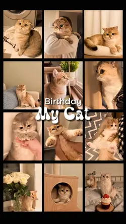 Birthday My Cat 