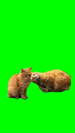 CAT STARING DOWN