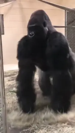 Prank Gorila 