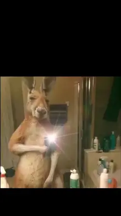 Deer funny dancing