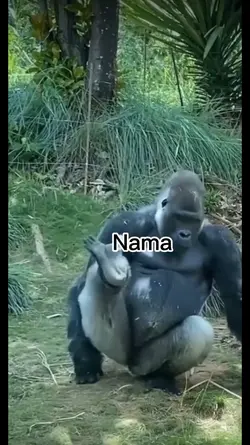meme gorila lucu