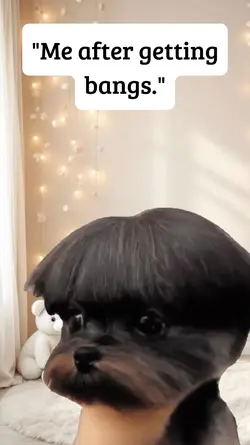 bangs