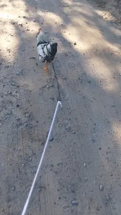 Chickens 