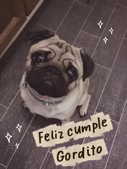 Cumpleaños mascota