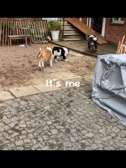 Beste Hunde 