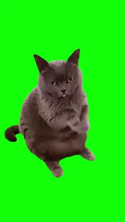 Cat begging 