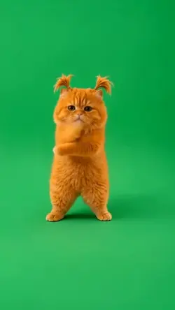 crazy cat
