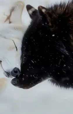 TOGETHER FOREVER 