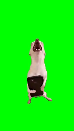 DOG LAUGHING