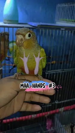 Maa Hands 