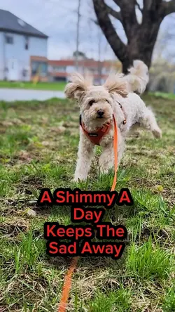 A Shimmy A Day