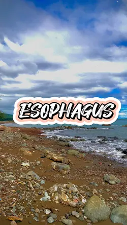 Esophagus 