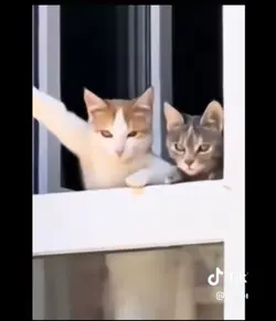 cat dance 
