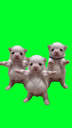 Three dogs dancing