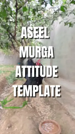 asel murga attitude 