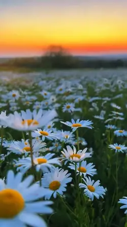 nature aesthetic