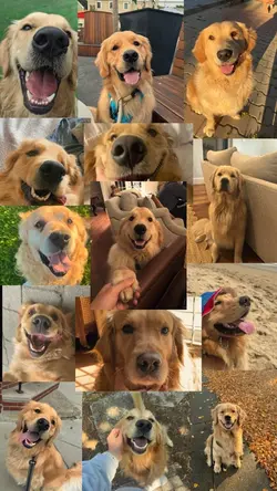 Pets memories 